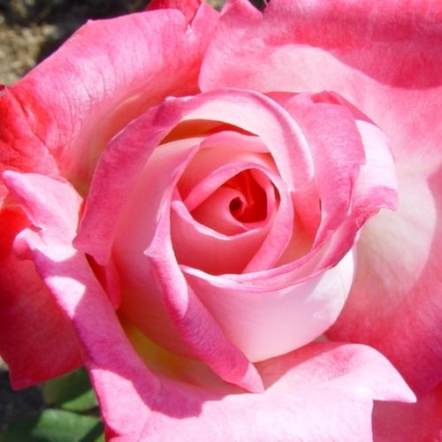 Vendita, rose rose ibridi di tea - bianco-rosa - Rosa Altesse™ 75 - rosa intensamente profumata - Marie-Louise (Louisette) Meilland - Ha fiori a coppa con profumo medio intenso.